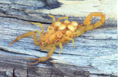 Bark Scorpion with Young
