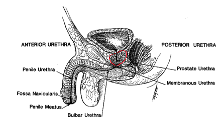 Location of the prostate
