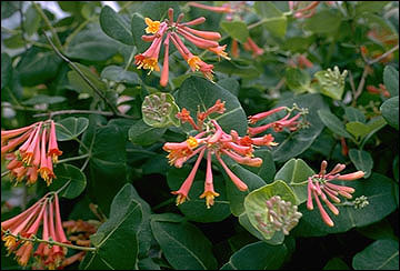 They picked off the orange trumpet flowers and sucked out the nectar.